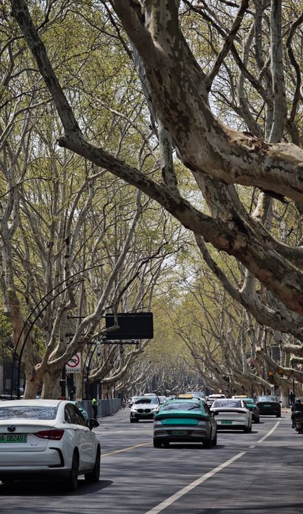 Tree-Lined Urban Street with Cars in Spring · Free Stock Photo
