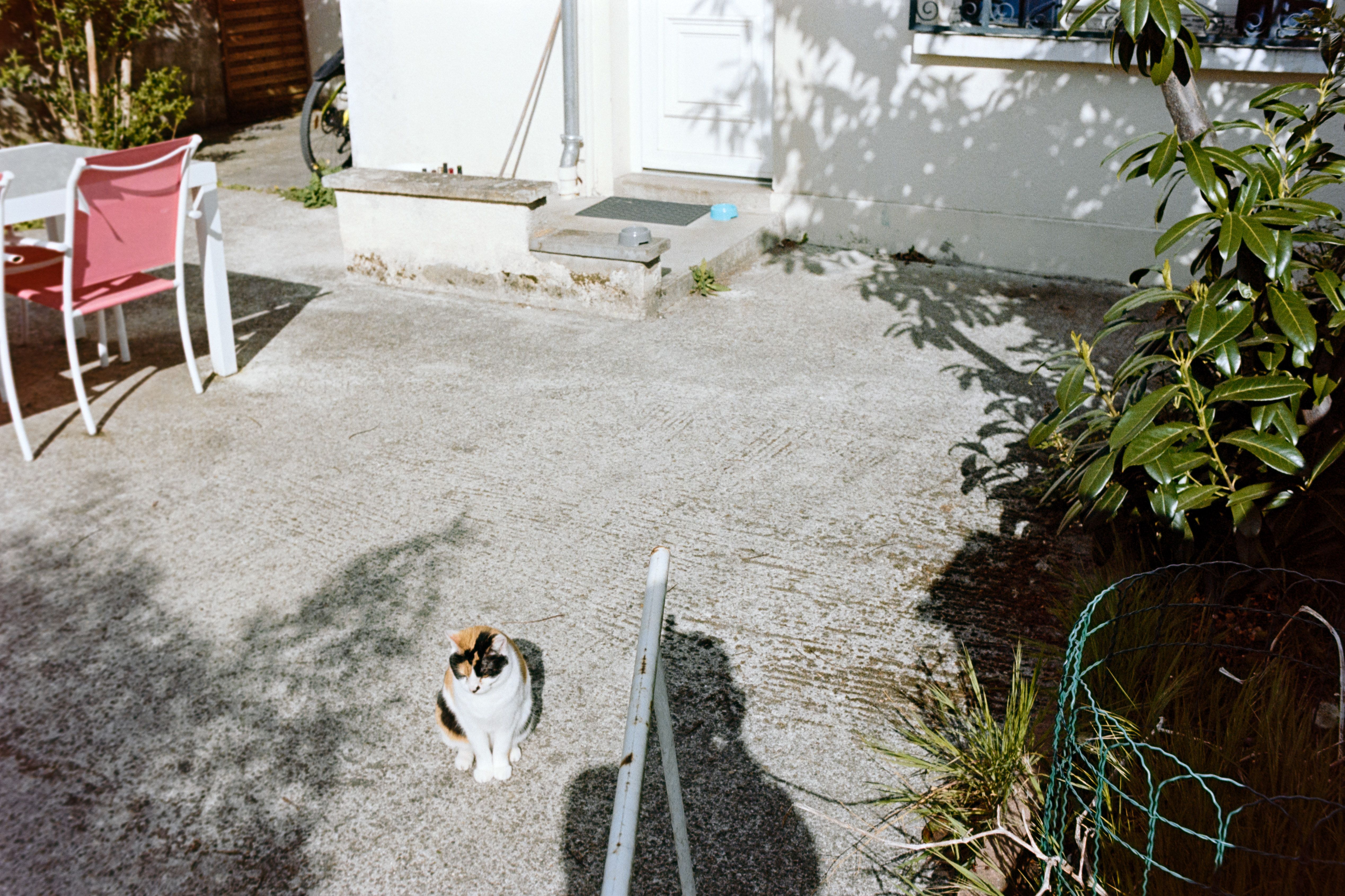 Calico Cat Sitting in Sunny Outdoor Patio · Free Stock Photo