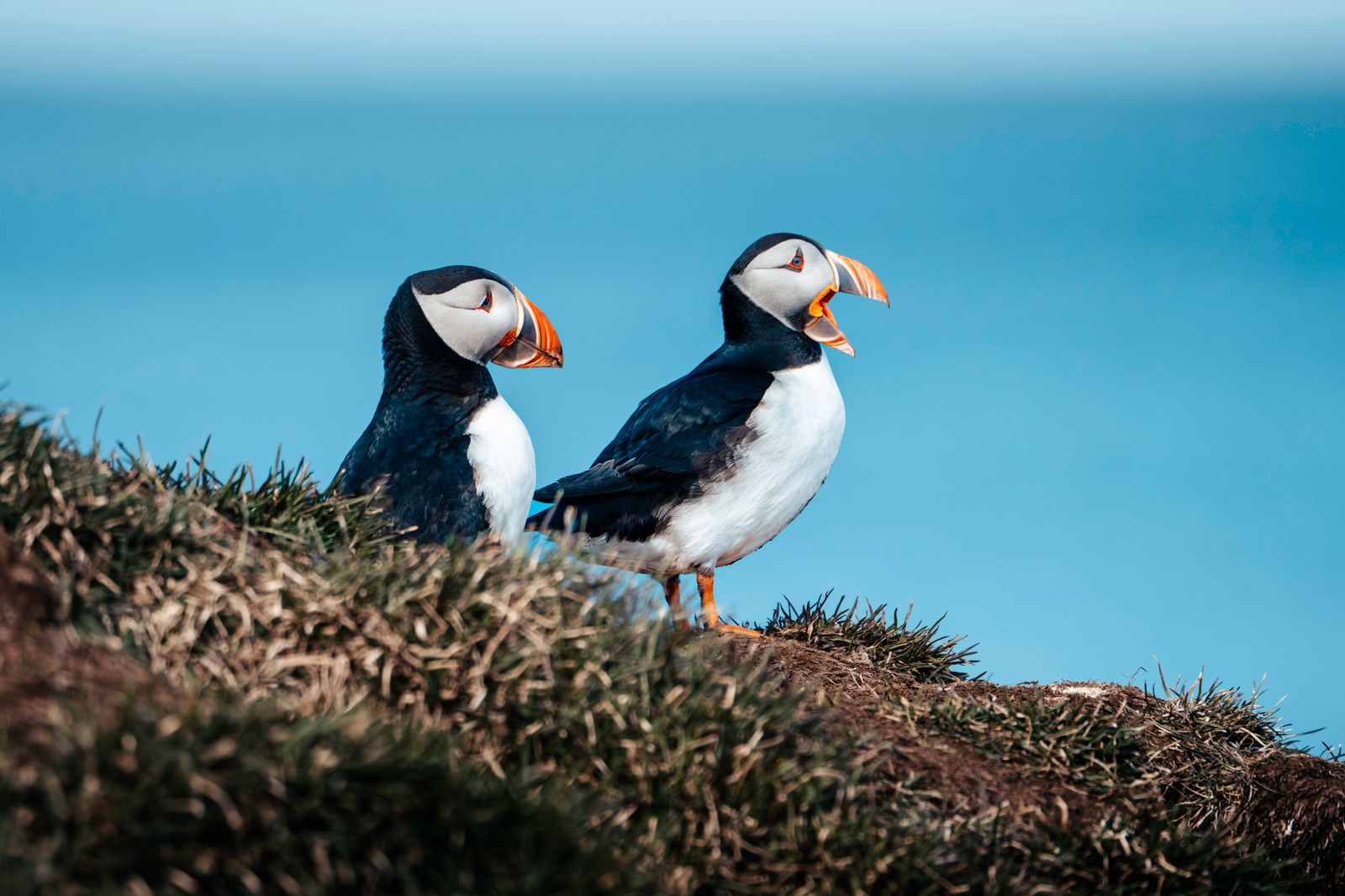 Two Atlantic puffins standing on a grassy Icelandic sea cliff