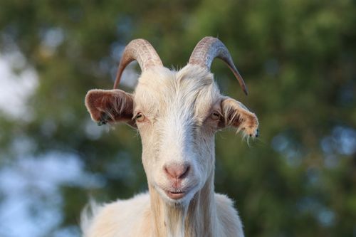 Free Close-up portrait of a domestic goat with horns set against a natural blurred background. Stock Photo
