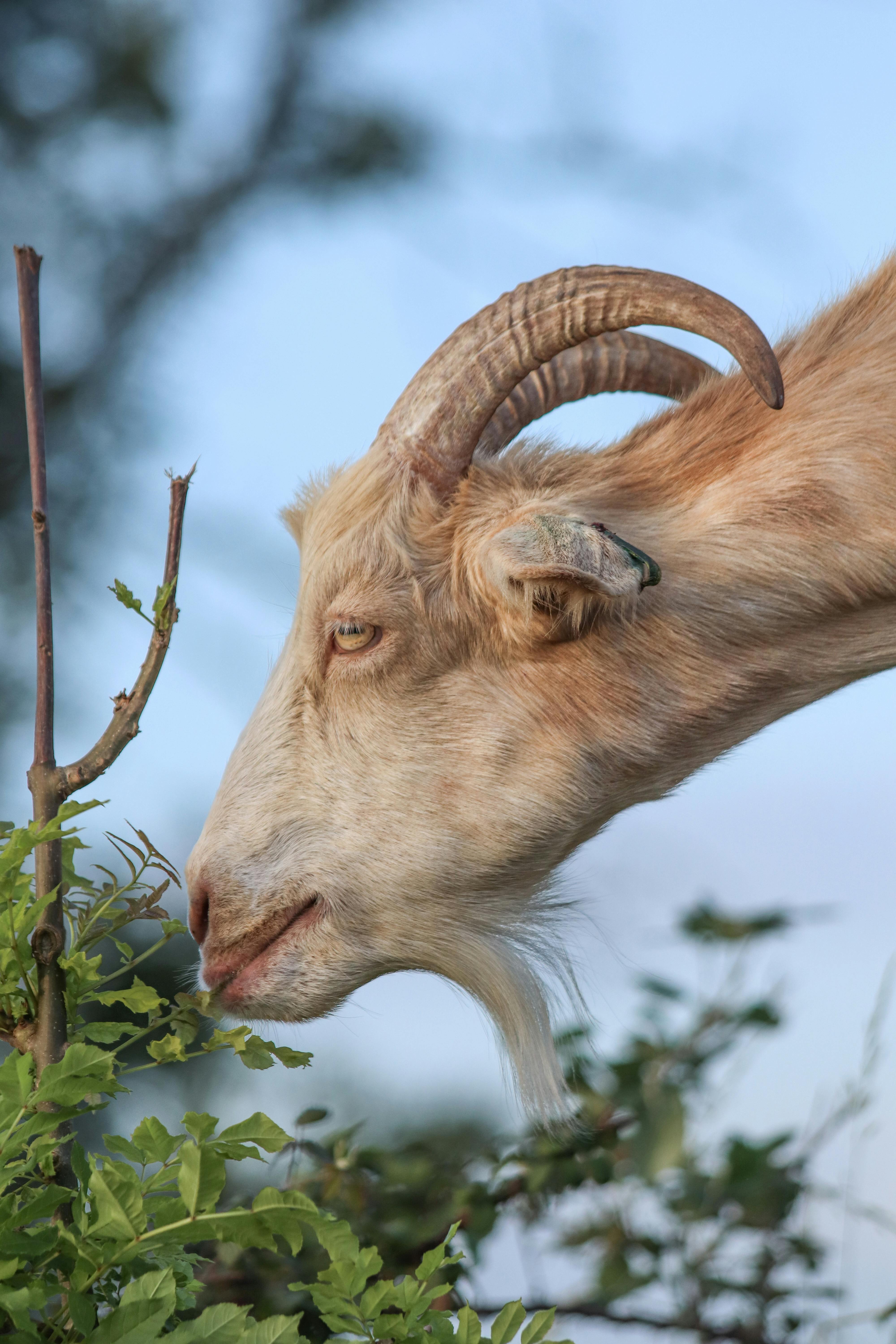 Gratuit Une chèvre aux cornes courbées mangeant des feuilles vertes dans un cadre naturel pendant la journée. Photos