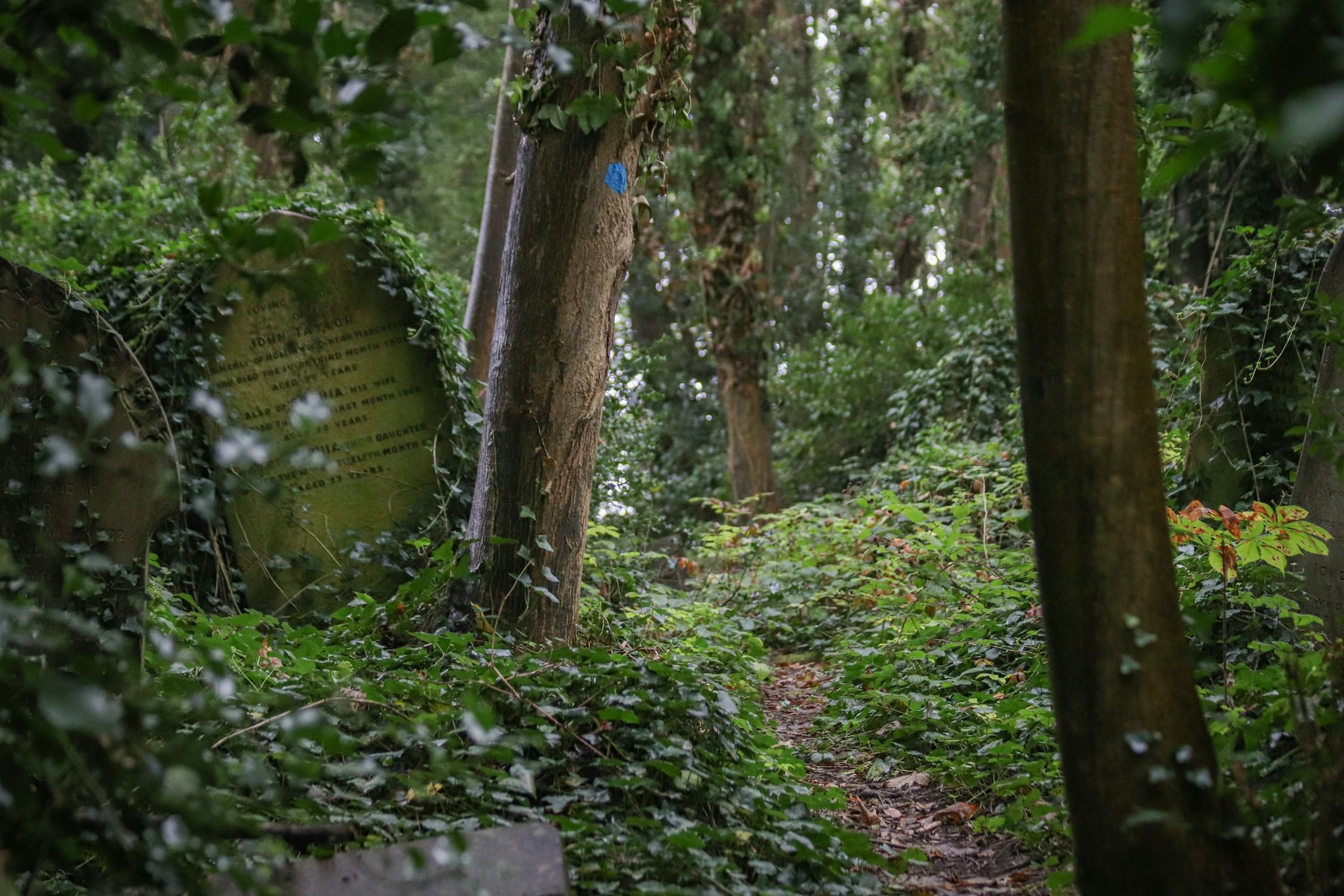 Overgrown cemetery path with ivy-covered gravestones · Free Stock Photo