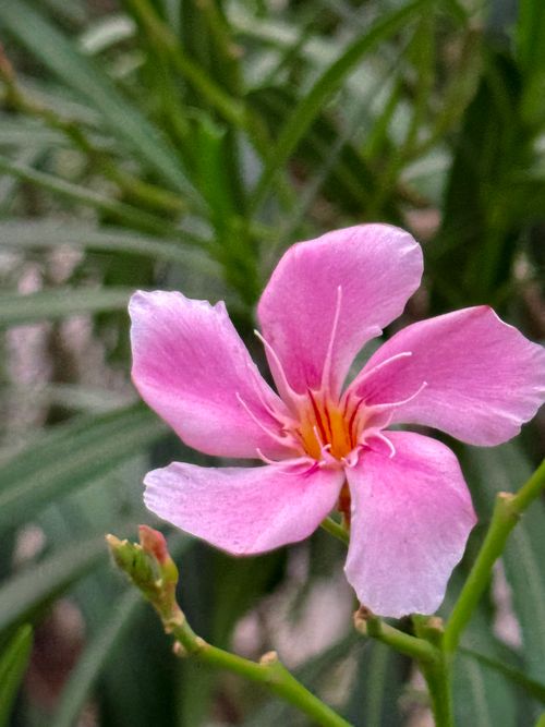 Free Delicate Pink Oleander Blossom in Bloom Stock Photo