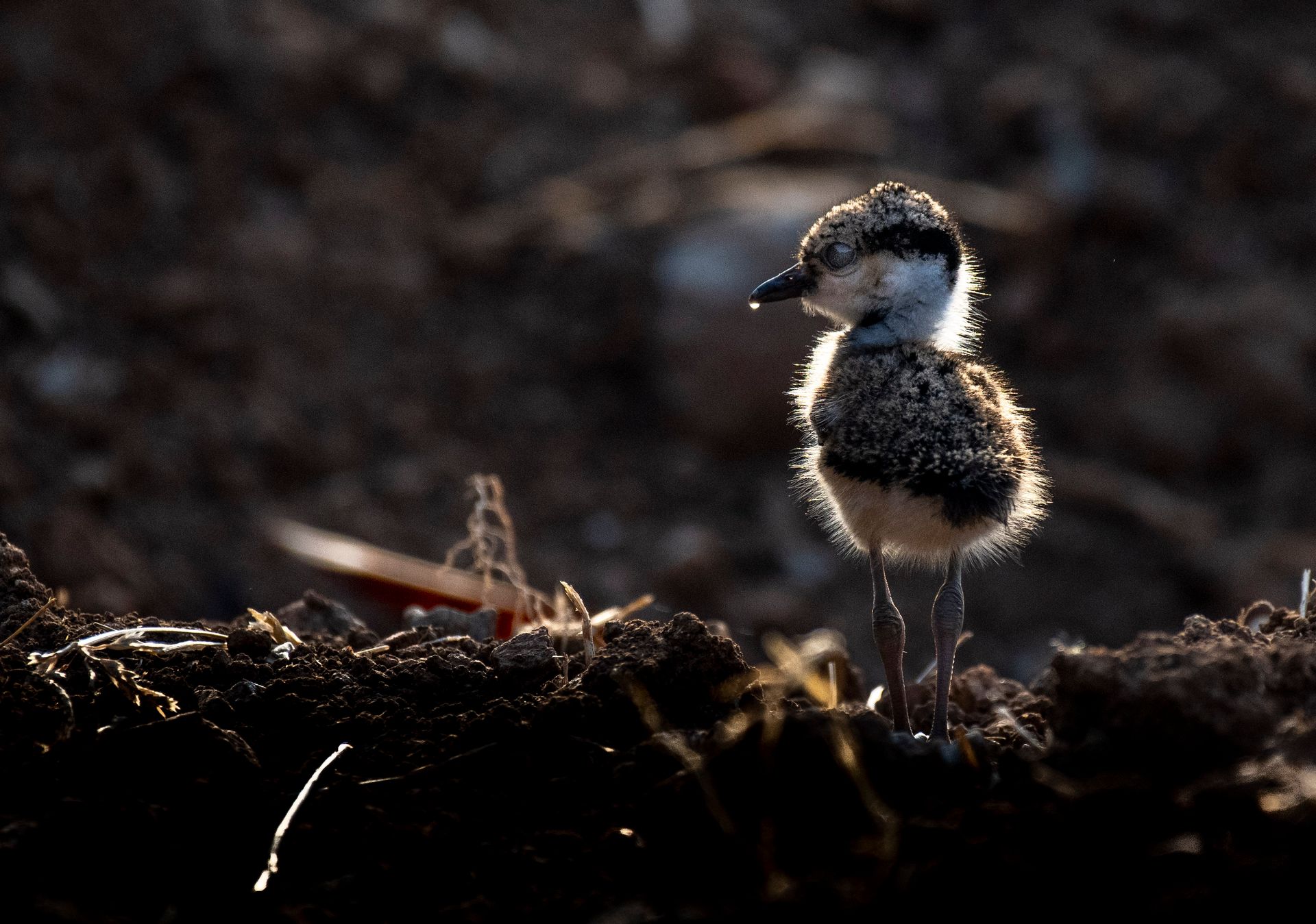 A fluffy baby bird stands on dirt, lit by the soft glow of sunrise, showcasing nature's gentle beauty.