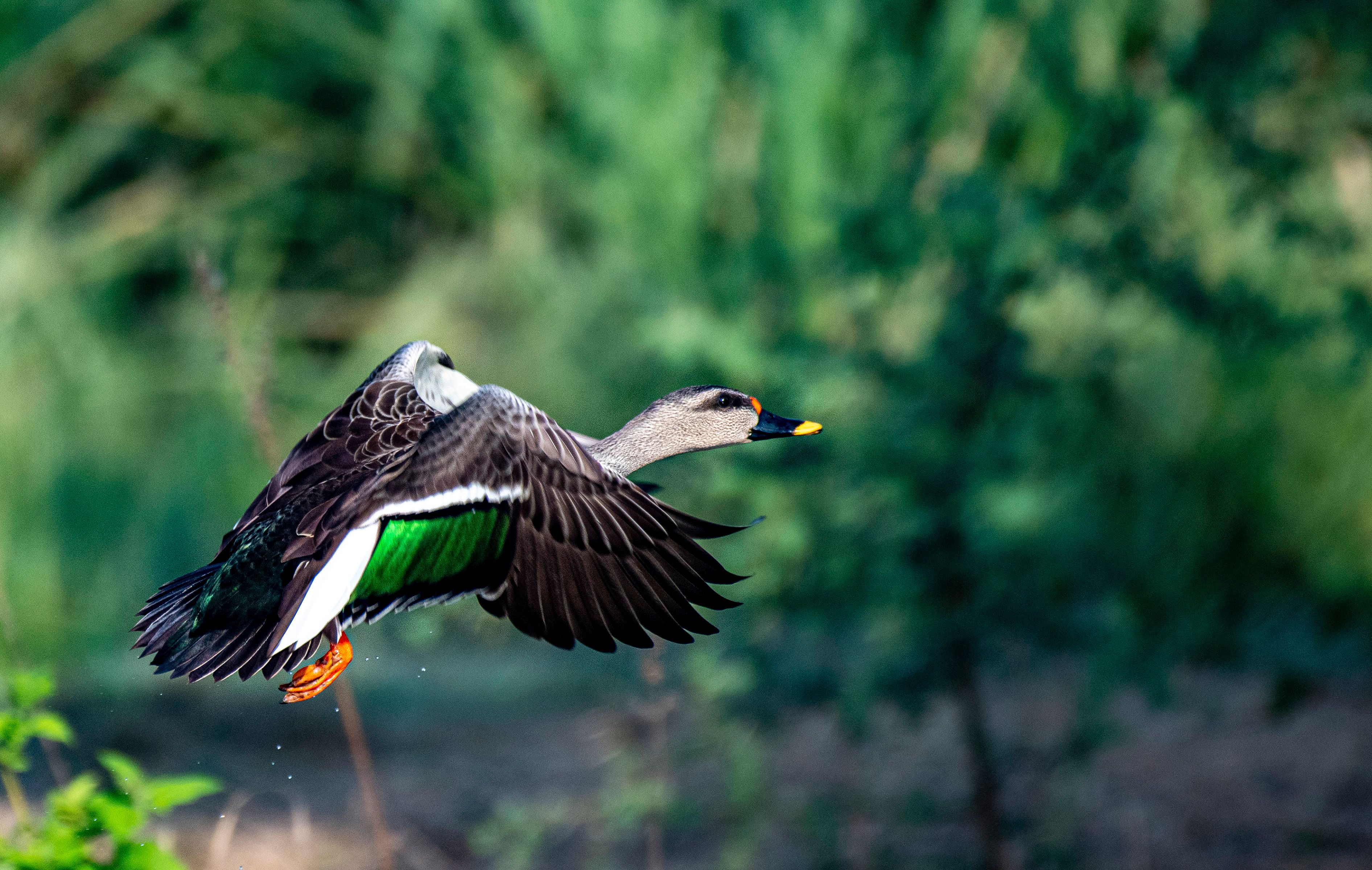 Close-up of a flying duck in vibrant greenery · Free Stock Photo