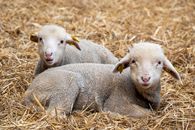 Adorable lambs lying on straw in Les Baux-de-Provence, France.