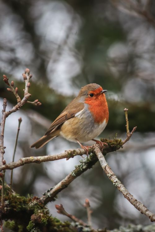 Free Close-up of a European Robin with vibrant plumage, perched on a mossy branch in nature. Stock Photo