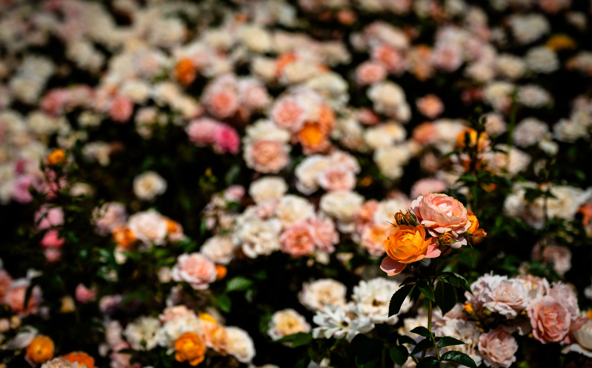 Rose Garden