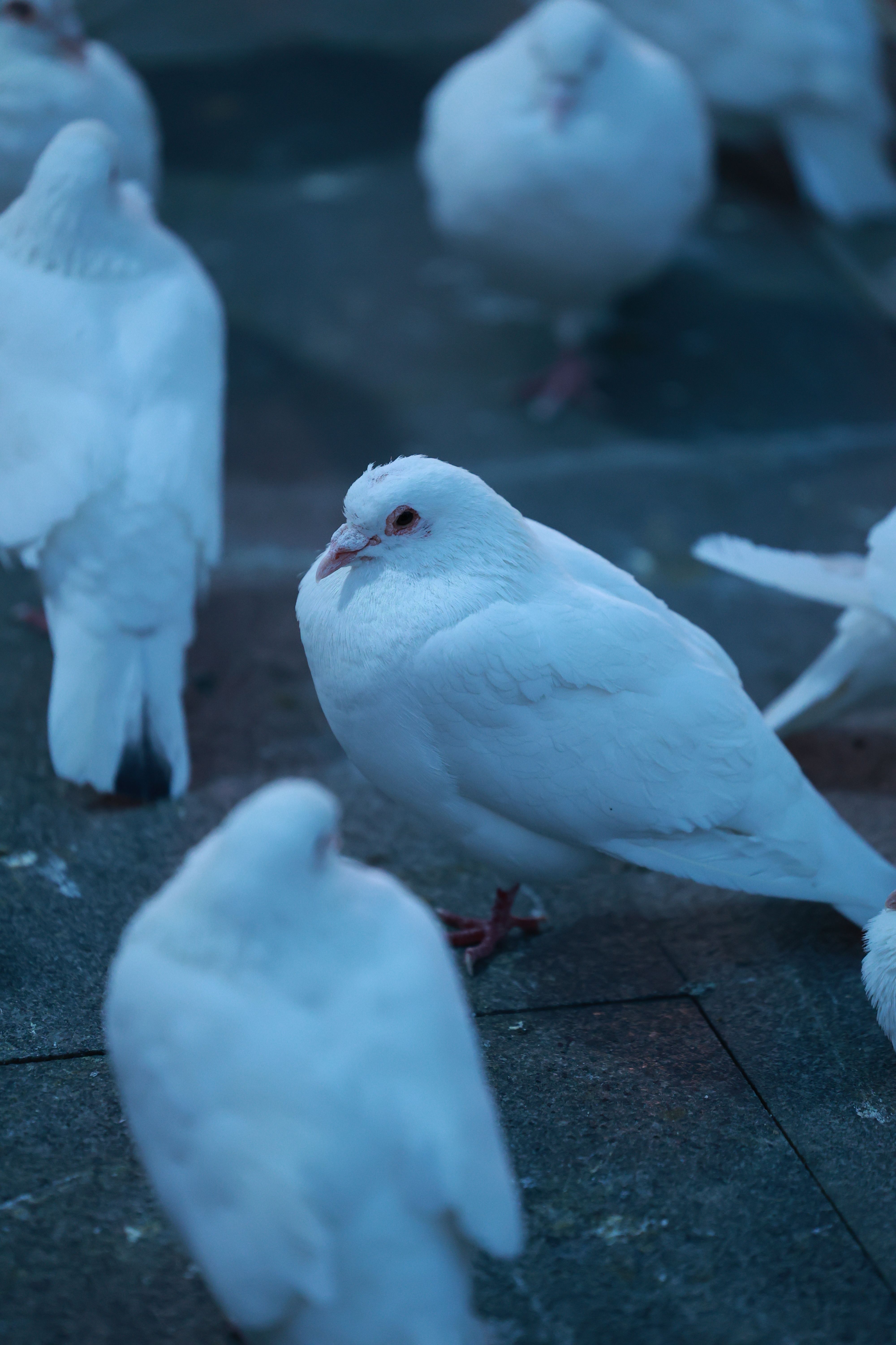 White Dove Photos, Download The BEST Free White Dove Stock Photos & HD ...