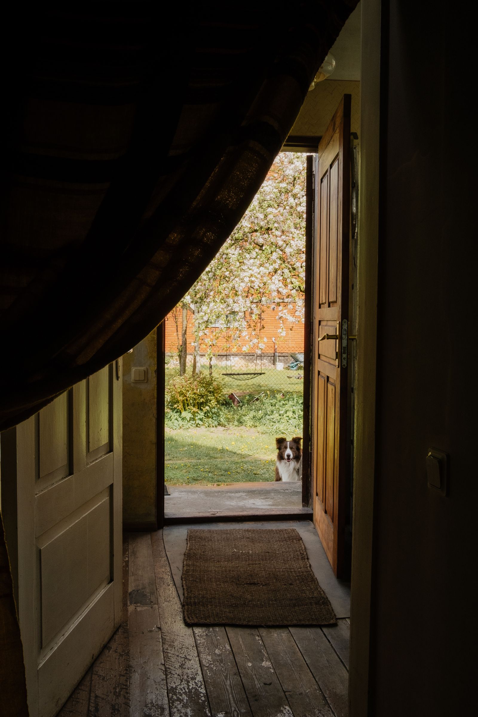 A black and white dog stands just inside an open doorway looking toward a flowering garden.