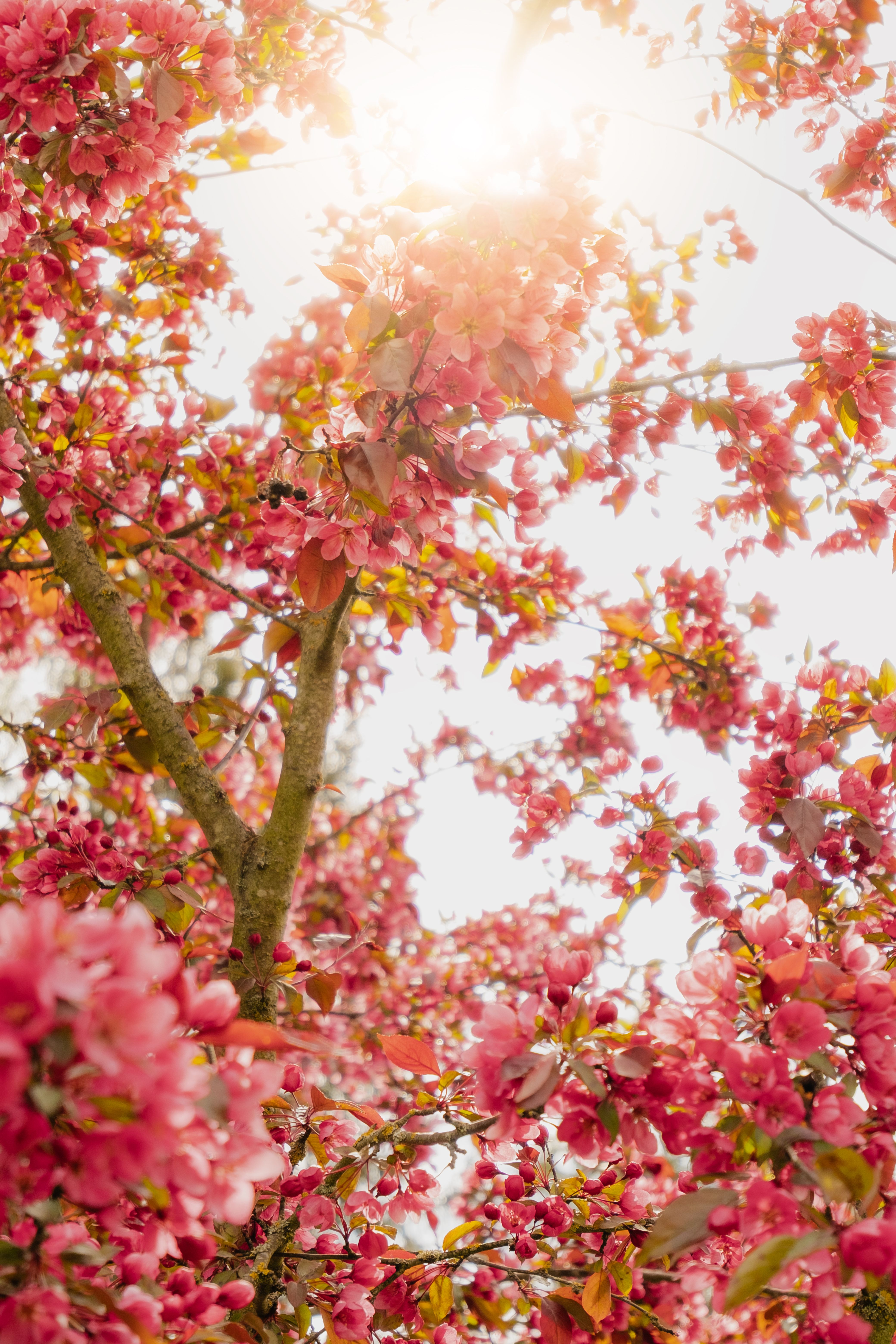 Vibrant Spring Blossoms with Sunlight Glimpse · Free Stock Photo
