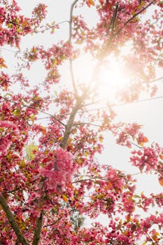 Pink cherry blossom tree in full bloom under bright sunlight, capturing spring's essence.