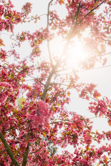 Pink cherry blossom tree in full bloom under bright sunlight, capturing spring's essence.