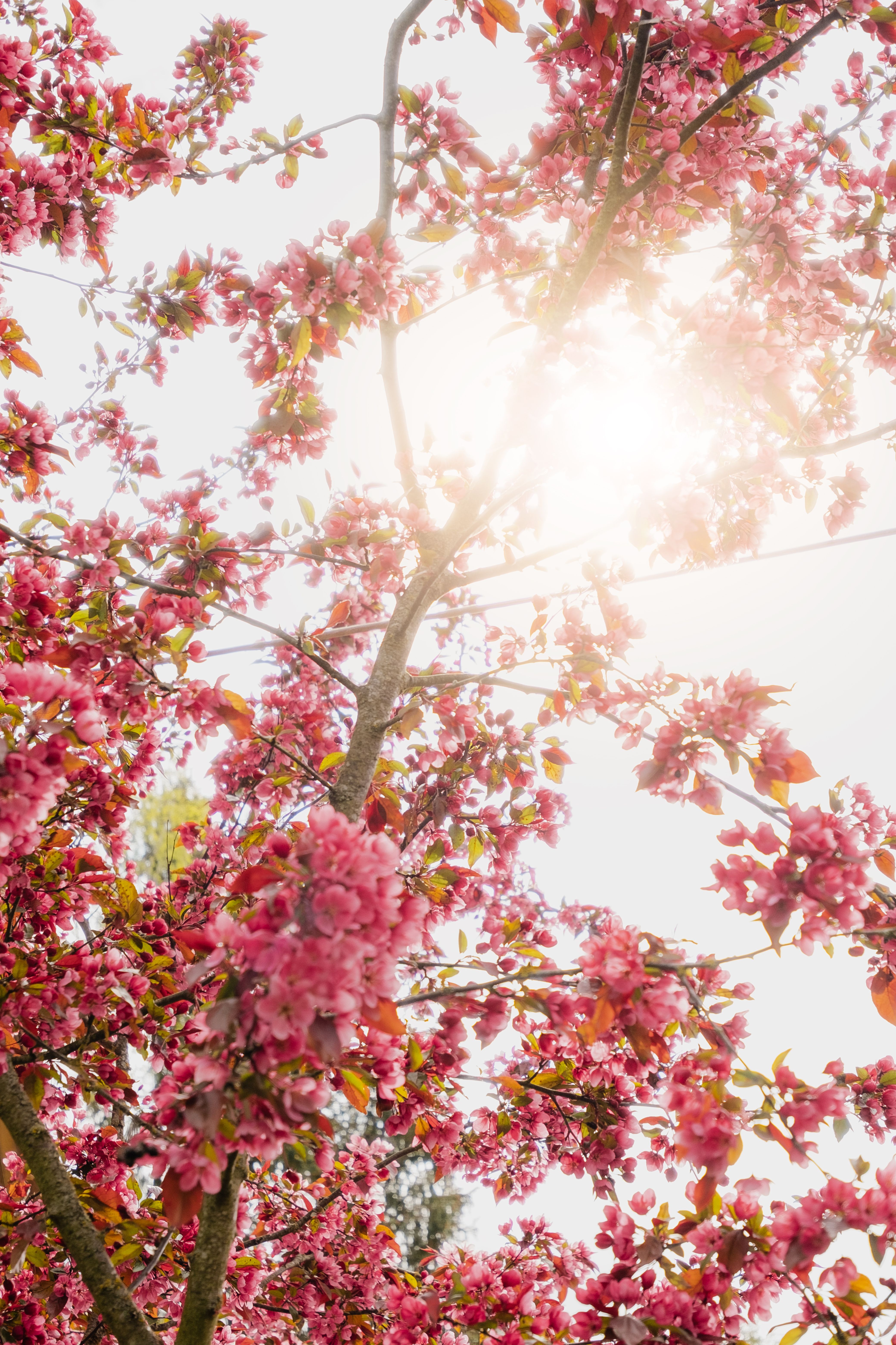 Vibrant Pink Cherry Blossom Tree in Spring Sunlight · Free Stock Photo