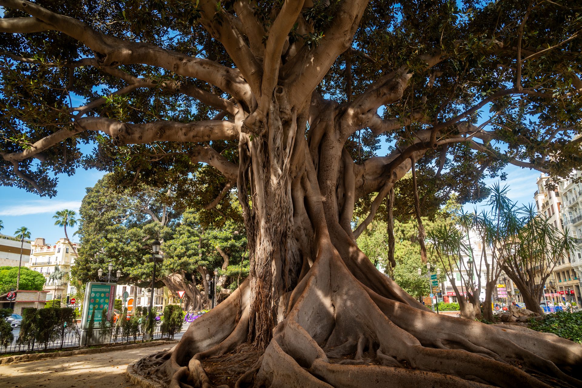 A grand Banyan tree with sprawling roots in a vibrant city park in Valencia, Spain.