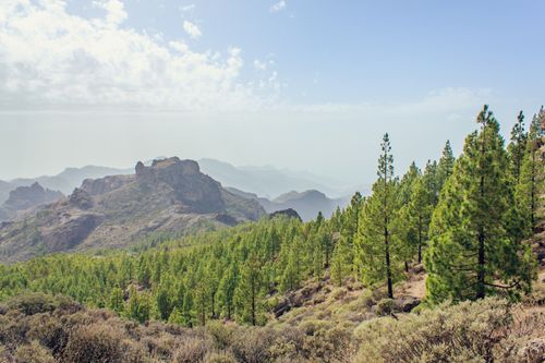 Free Scenic view of lush pine forest with mountains under a cloudy sky. Stock Photo