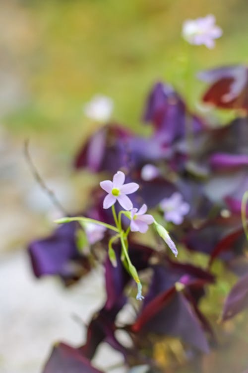 Kostnadsfri bild av blomma, blommande växt, moder natur