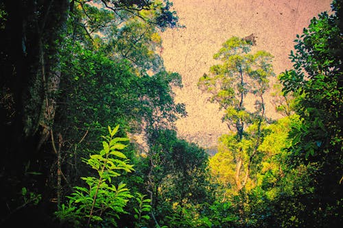 創意攝影, 叢林, 森林 的 免費圖庫相片