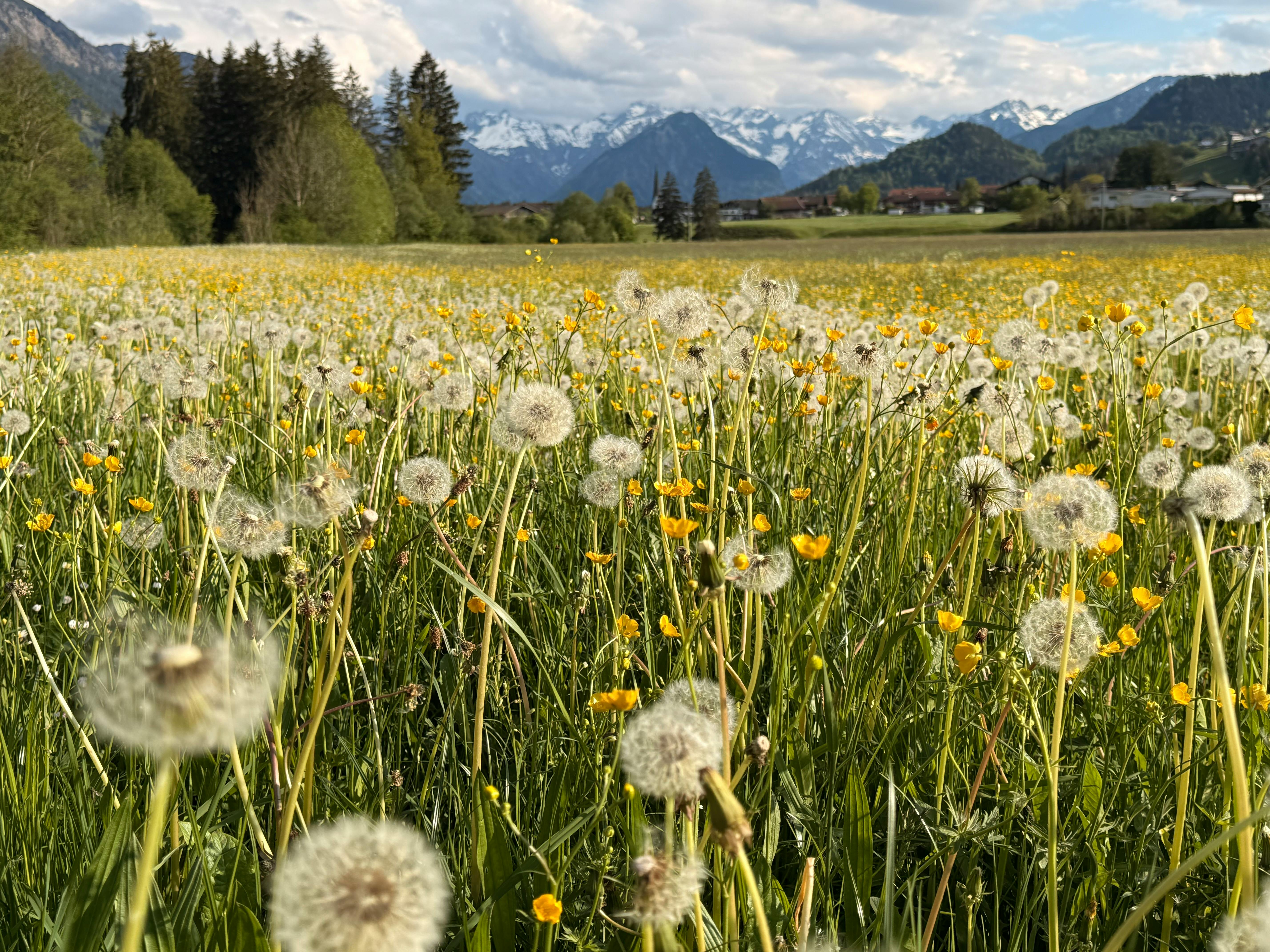 A vibrant spring field of dandelions with mountainous backdrop under a clear sky.