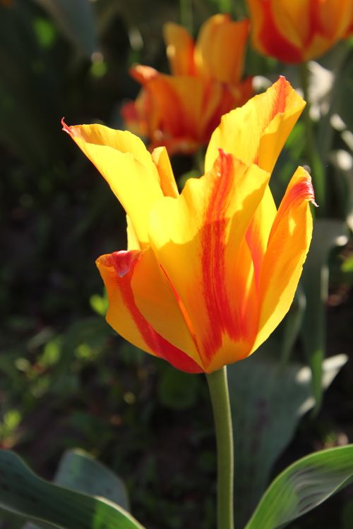 Free Bright yellow and red tulip in full bloom, captured in natural sunlight. Stock Photo