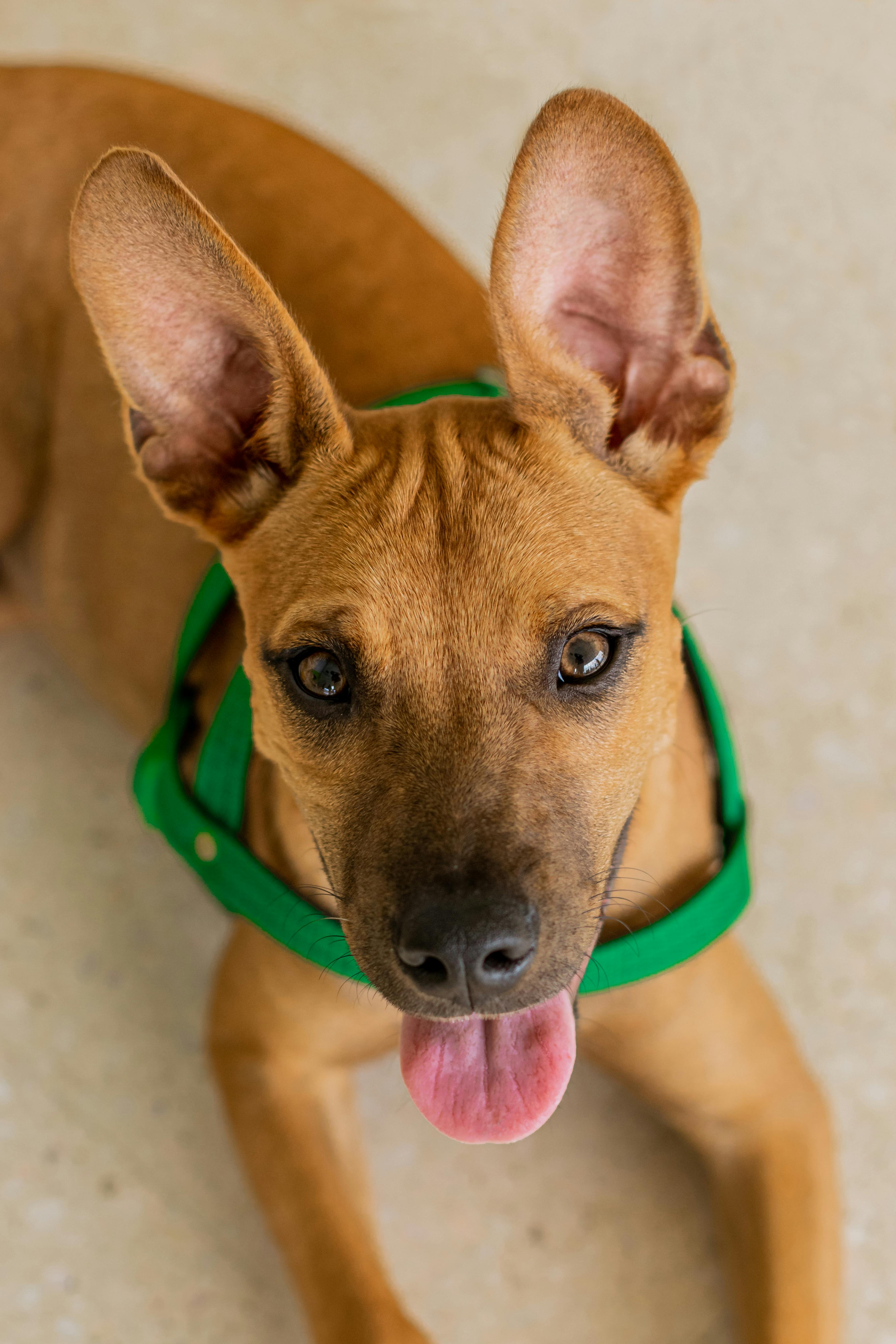 这只可爱的棕色狗，长着大耳朵，吐着舌头，戴着绿色的项圈