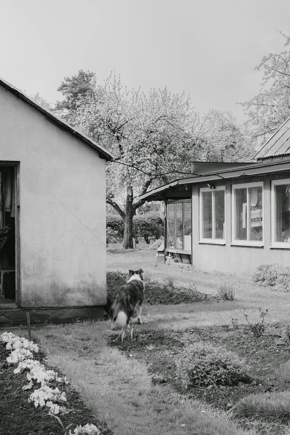 Vanvårdade hundar på gård i Hässleholm – hade över 200 djur