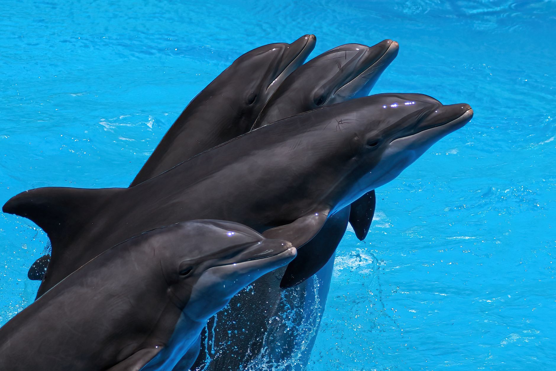 Le zoo de Beauval abandonne le projet d’accueil des dauphins du Marineland