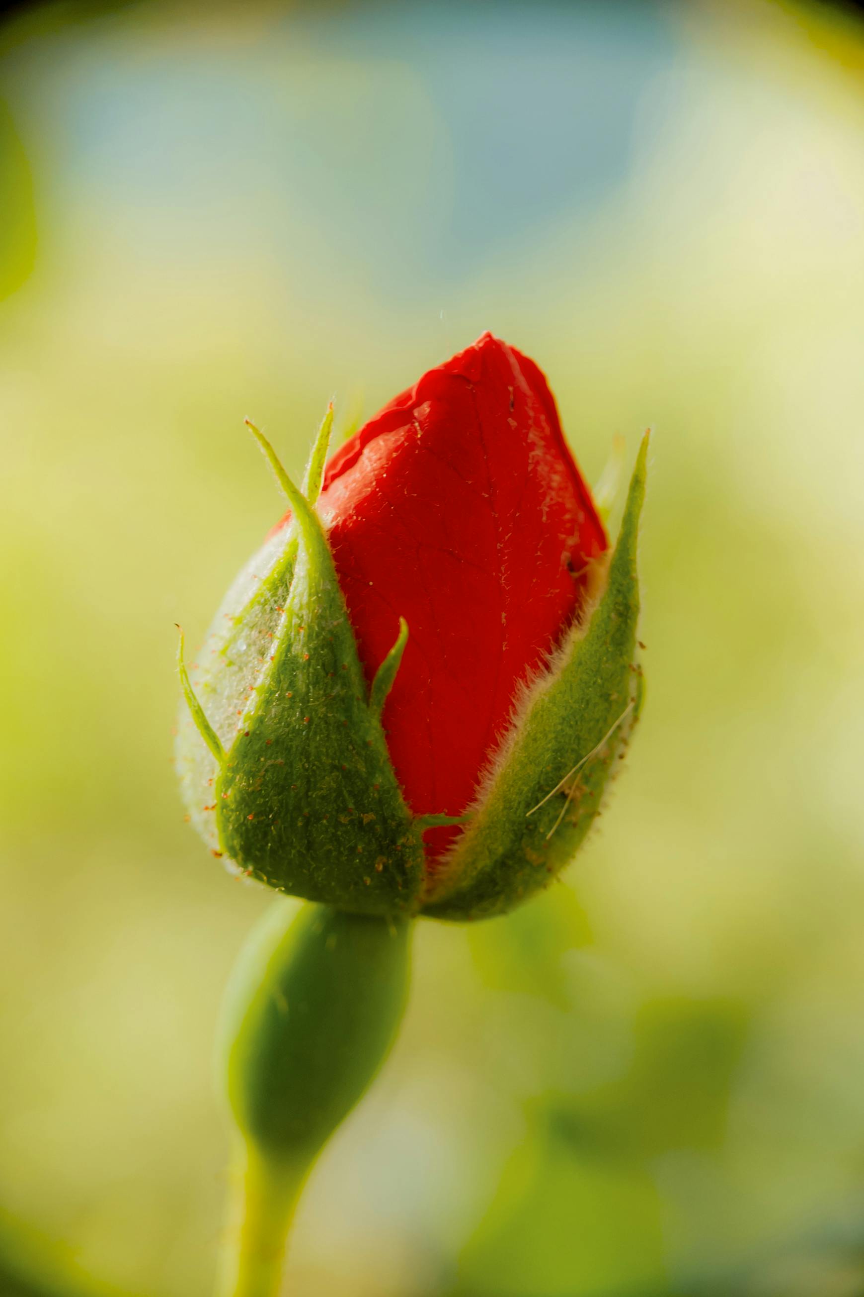 Close-up of Red Rose Bud with Green Background · Free Stock Photo