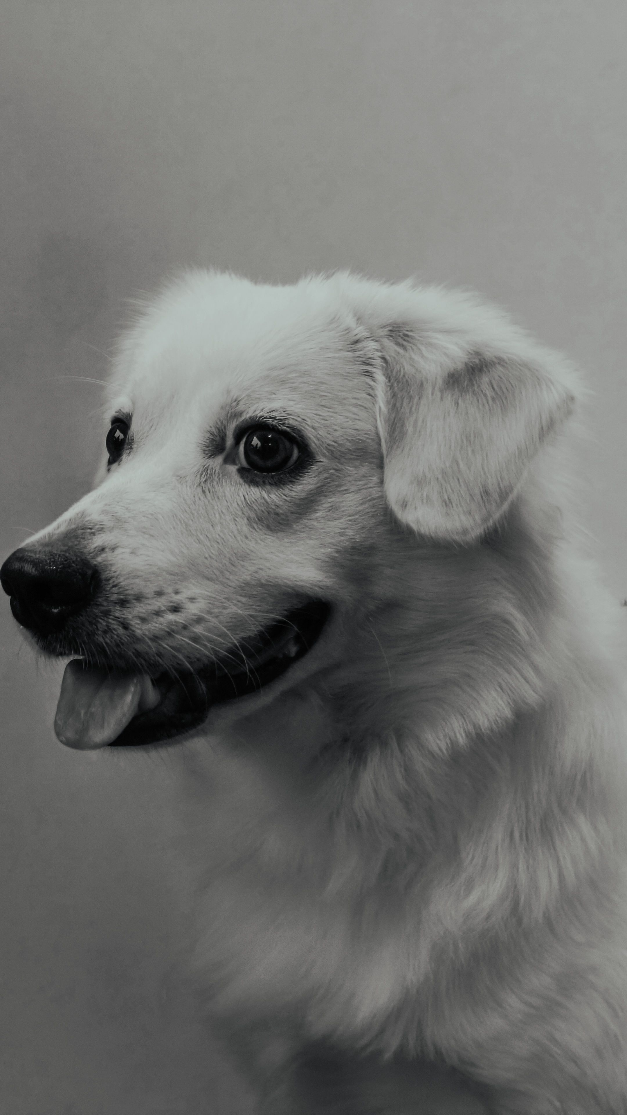 Fotomural Fotografía en blanco y negro de primer plano de un perro blanco feliz que mira hacia un lado con la lengua afuera.