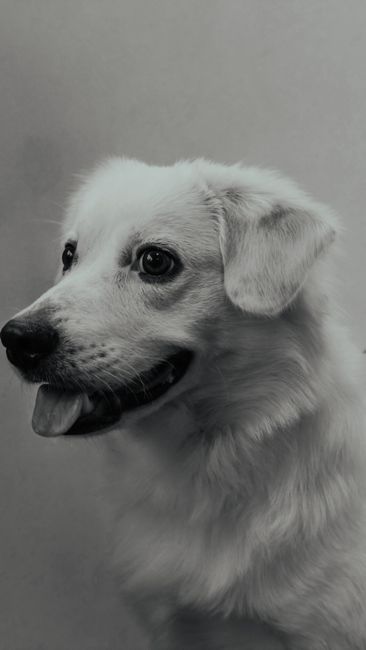 Fotomural Fotografía en blanco y negro de primer plano de un perro blanco feliz que mira hacia un lado con la lengua afuera.