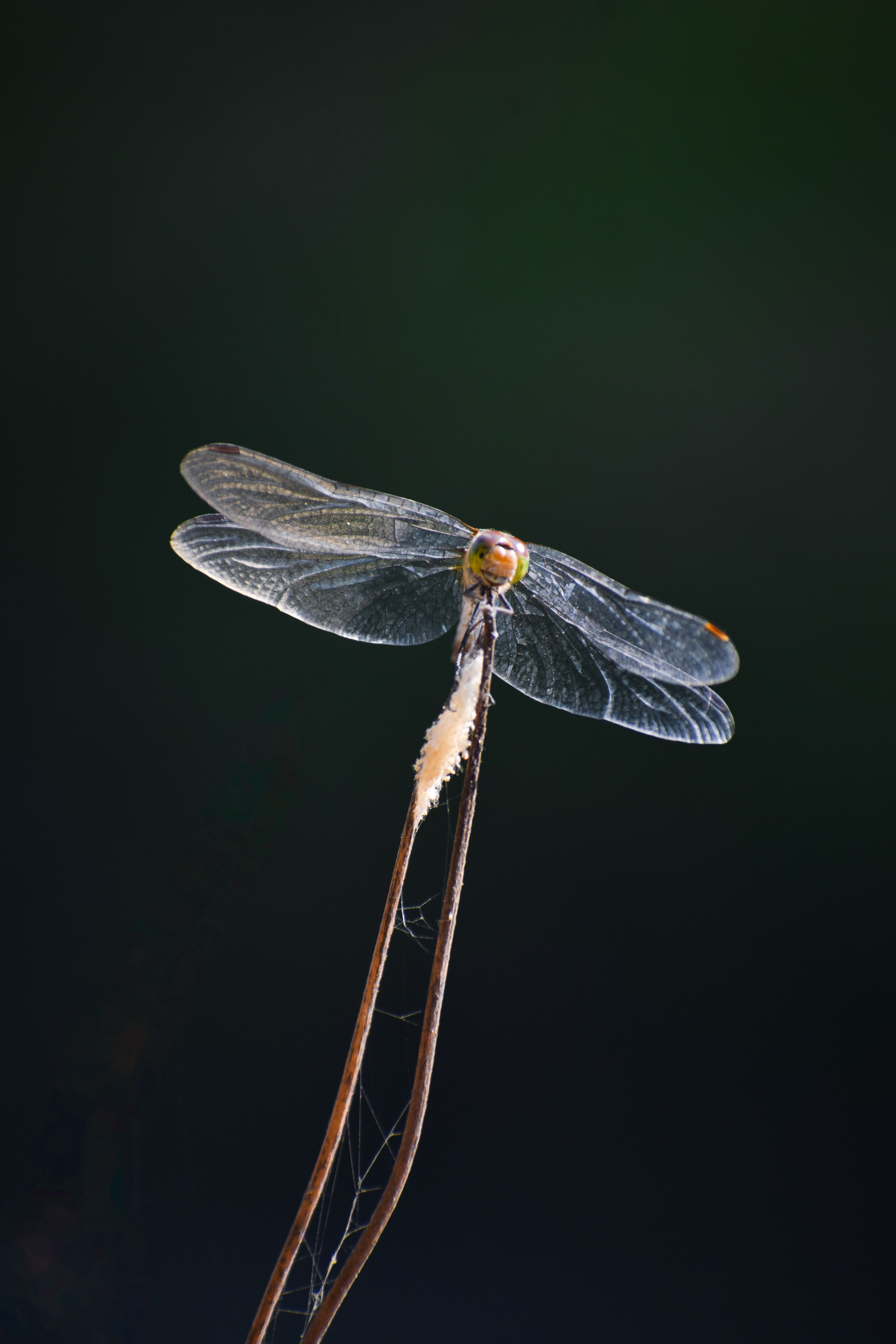 Close-up of Dragonfly Resting on a Twig · Free Stock Photo