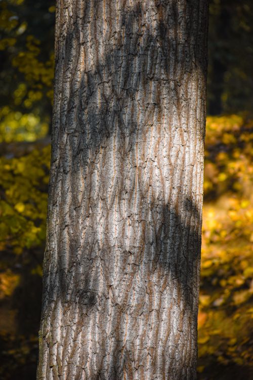 Free Detailed view of tree bark with autumn foliage in the background. Stock Photo