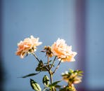 明媚阳光下，美丽的桃花玫瑰绽放，衬得花瓣格外精致