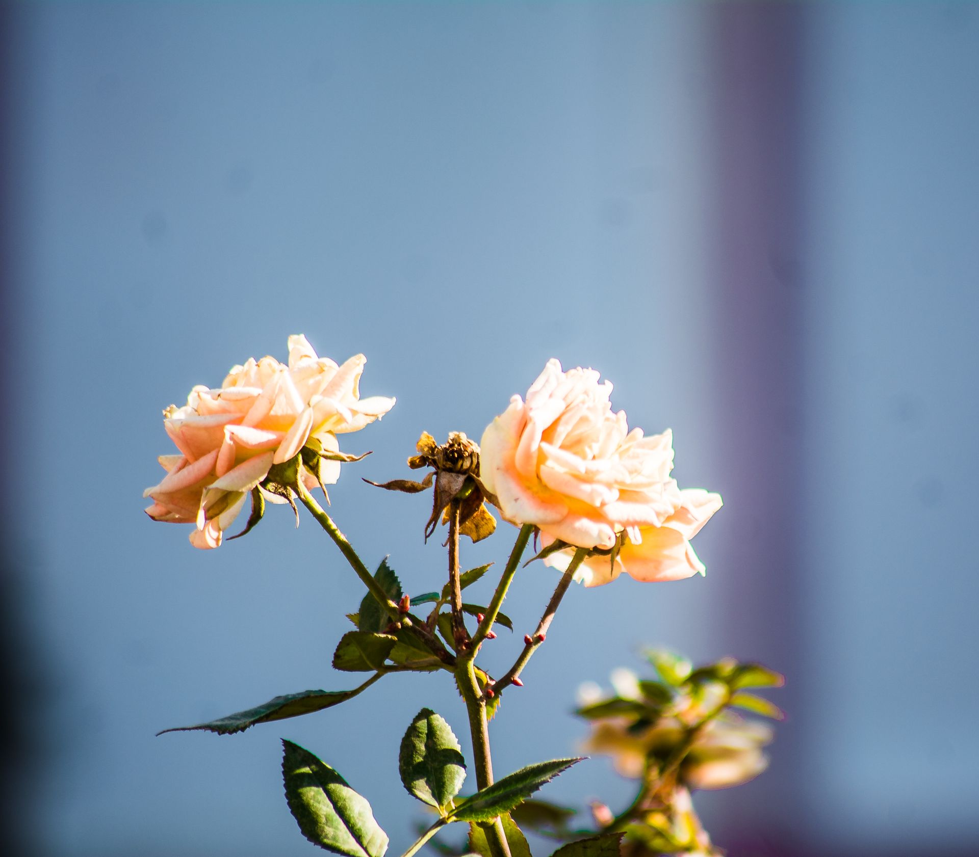 Beautiful peach roses blooming under bright sunlight, highlighting their delicate petals.