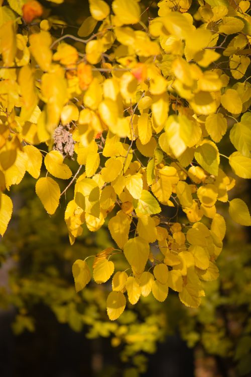 Free Close-up of vibrant yellow autumn leaves in natural sunlight, capturing fall's essence. Stock Photo
