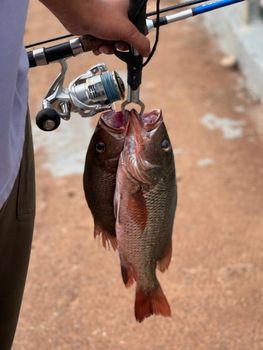 Freshly caught fish on a fishing rod against an outdoor background, showcasing an ocean catch.