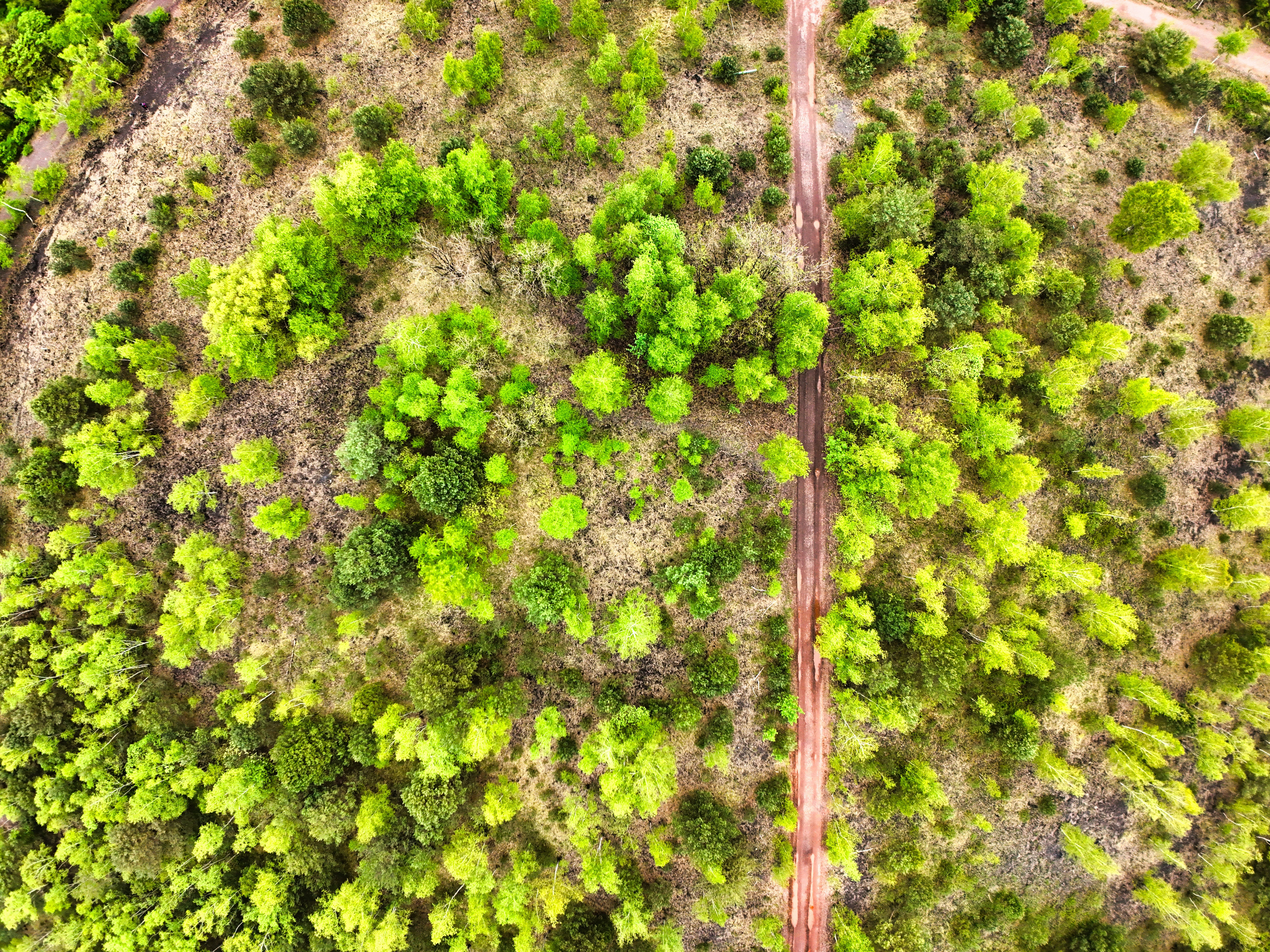 Bosque verde representando ecosistemas sostenibles