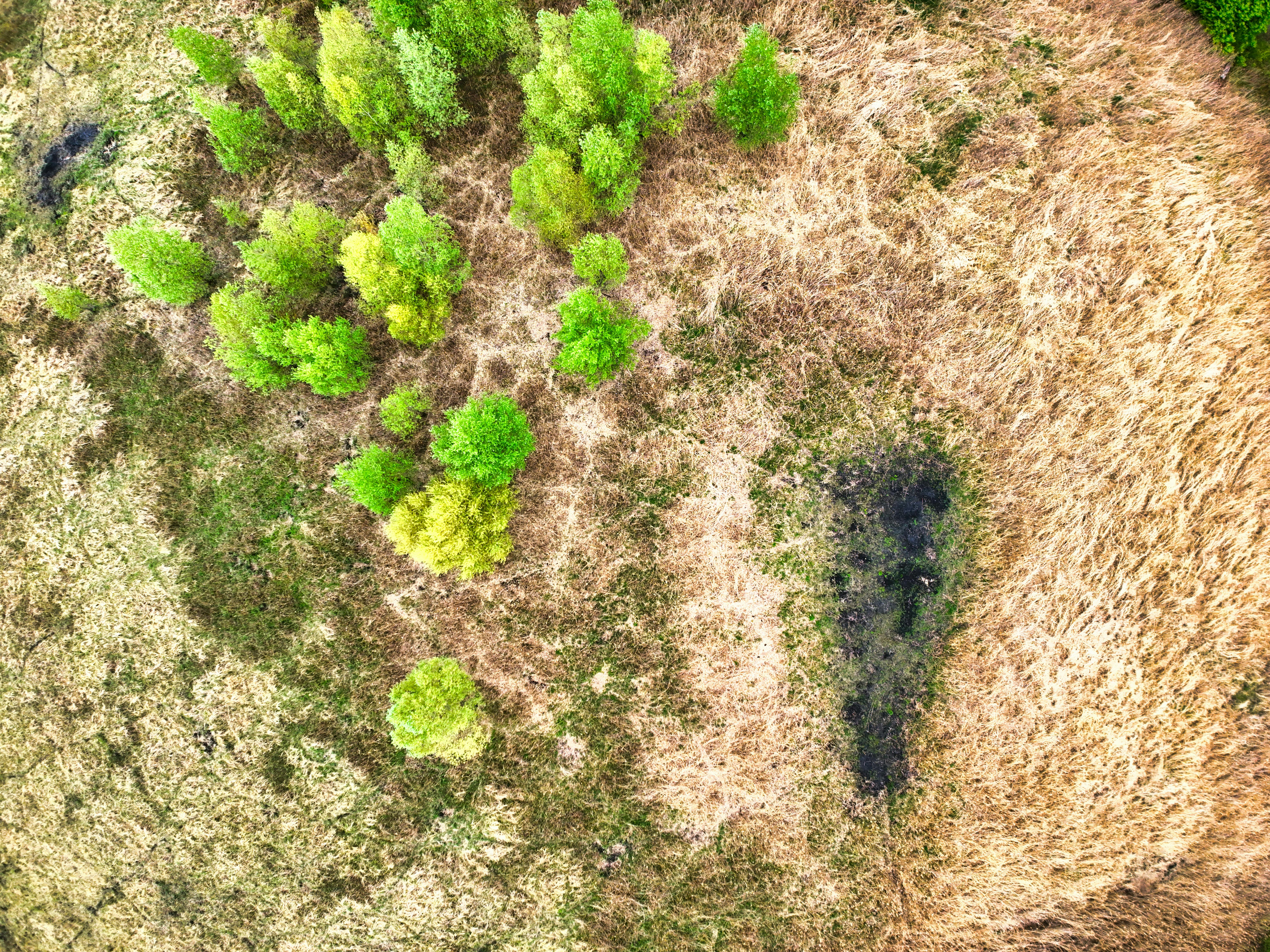 Gratuit Perspectivă aeriană a copacilor verzi vibranți în mijlocul ierbii uscate dintr-un câmp. Fotografie de stoc