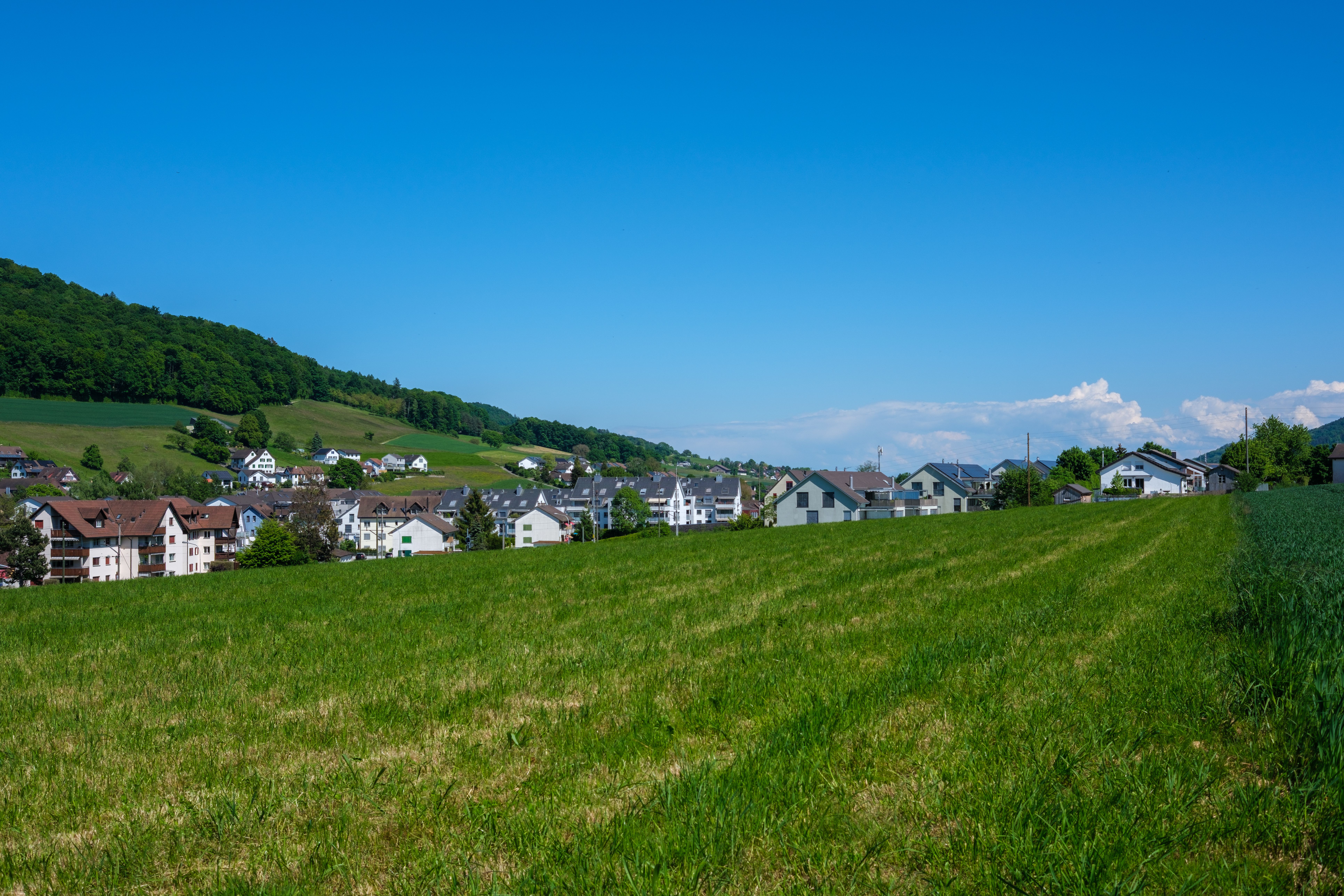 Frisch verlegter Rollrasen