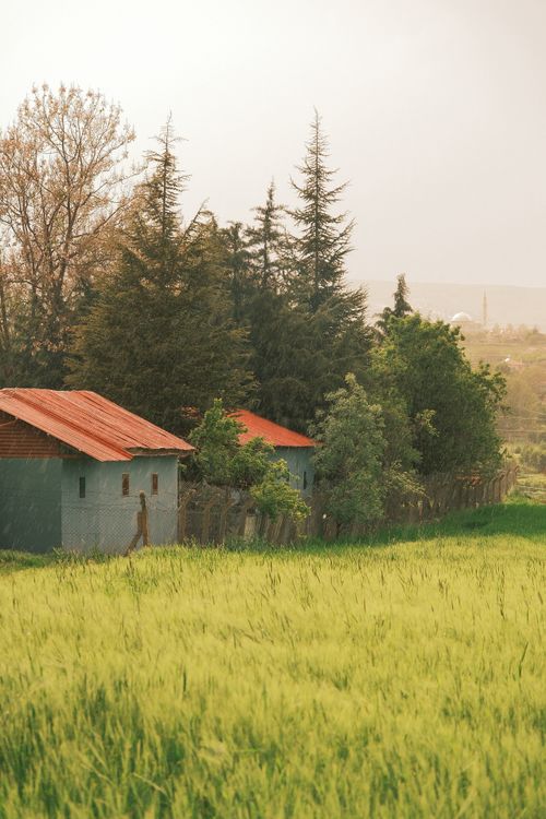Free Charming rural houses with red roofs surrounded by vibrant greenery and trees. Stock Photo