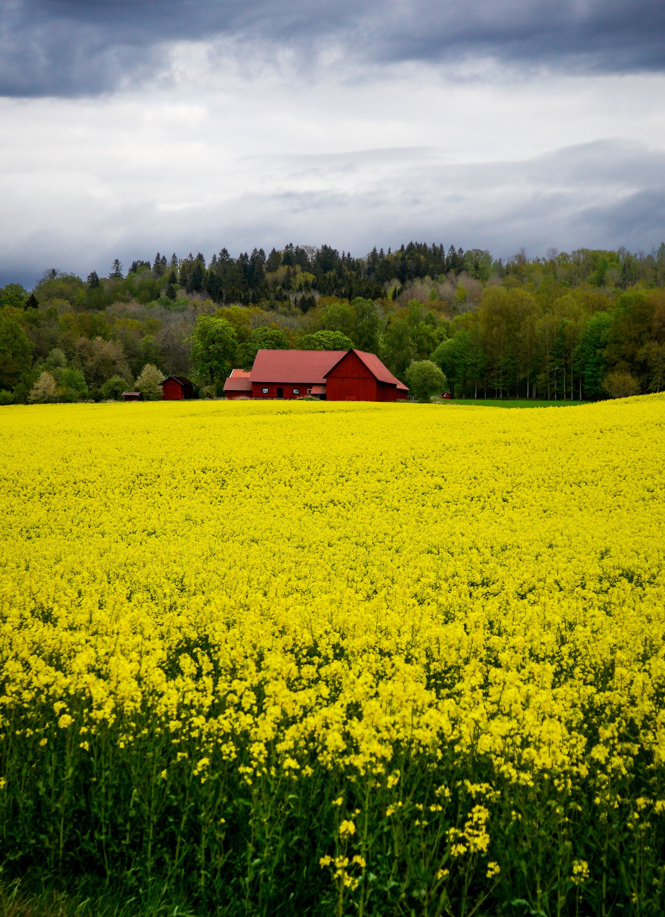 A View of a House from a Field of Flowers · Free Stock Photo