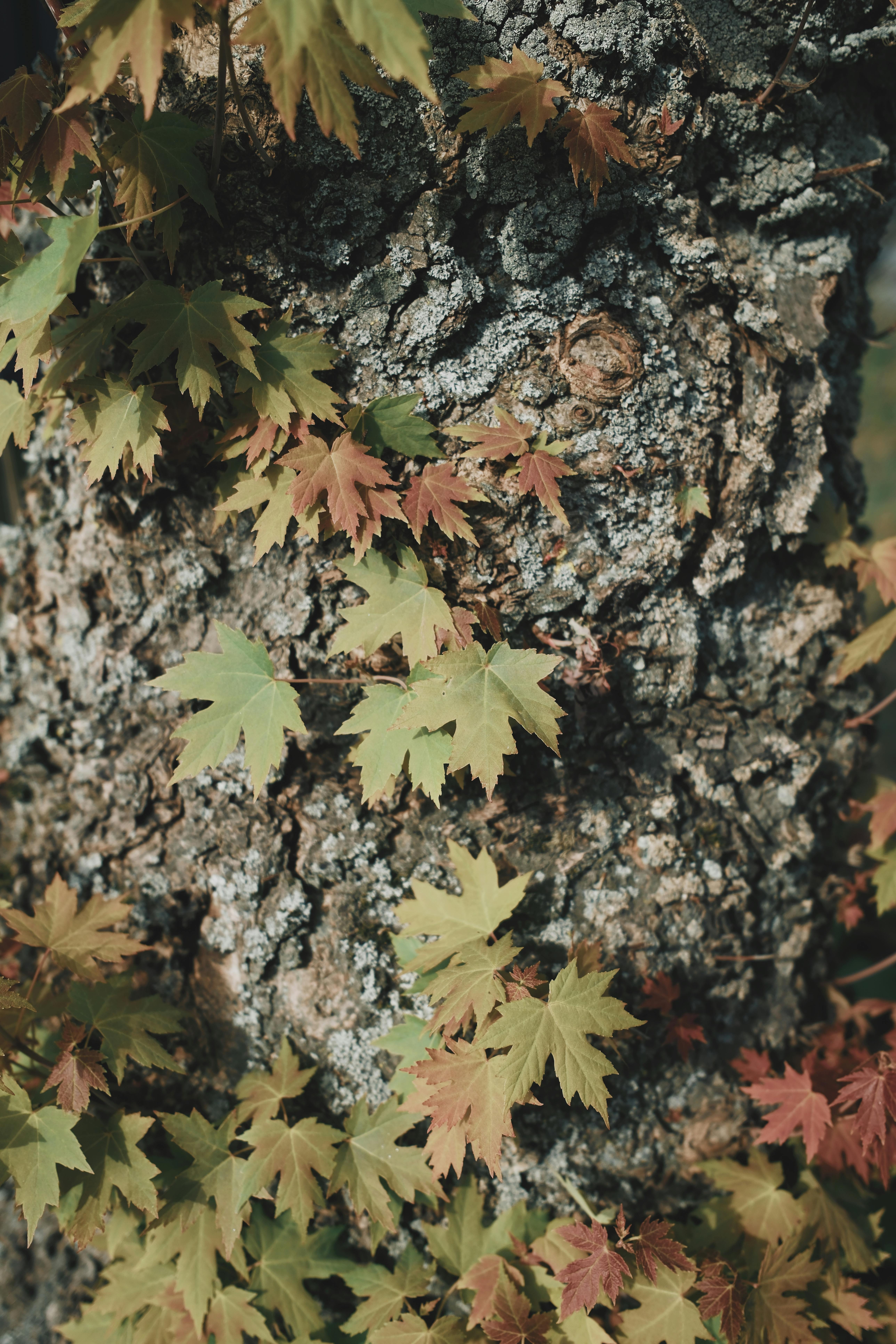 Detailed view of tree bark adorned with colorful autumn leaves, creating a textured natural escape.