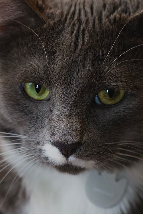 Free Detailed close-up of a grey cat with piercing green eyes and a white muzzle. Stock Photo