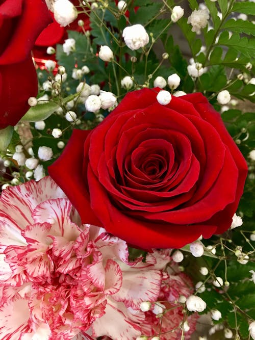 Безкоштовне стокове фото на тему «валентинка, впритул, квітка»