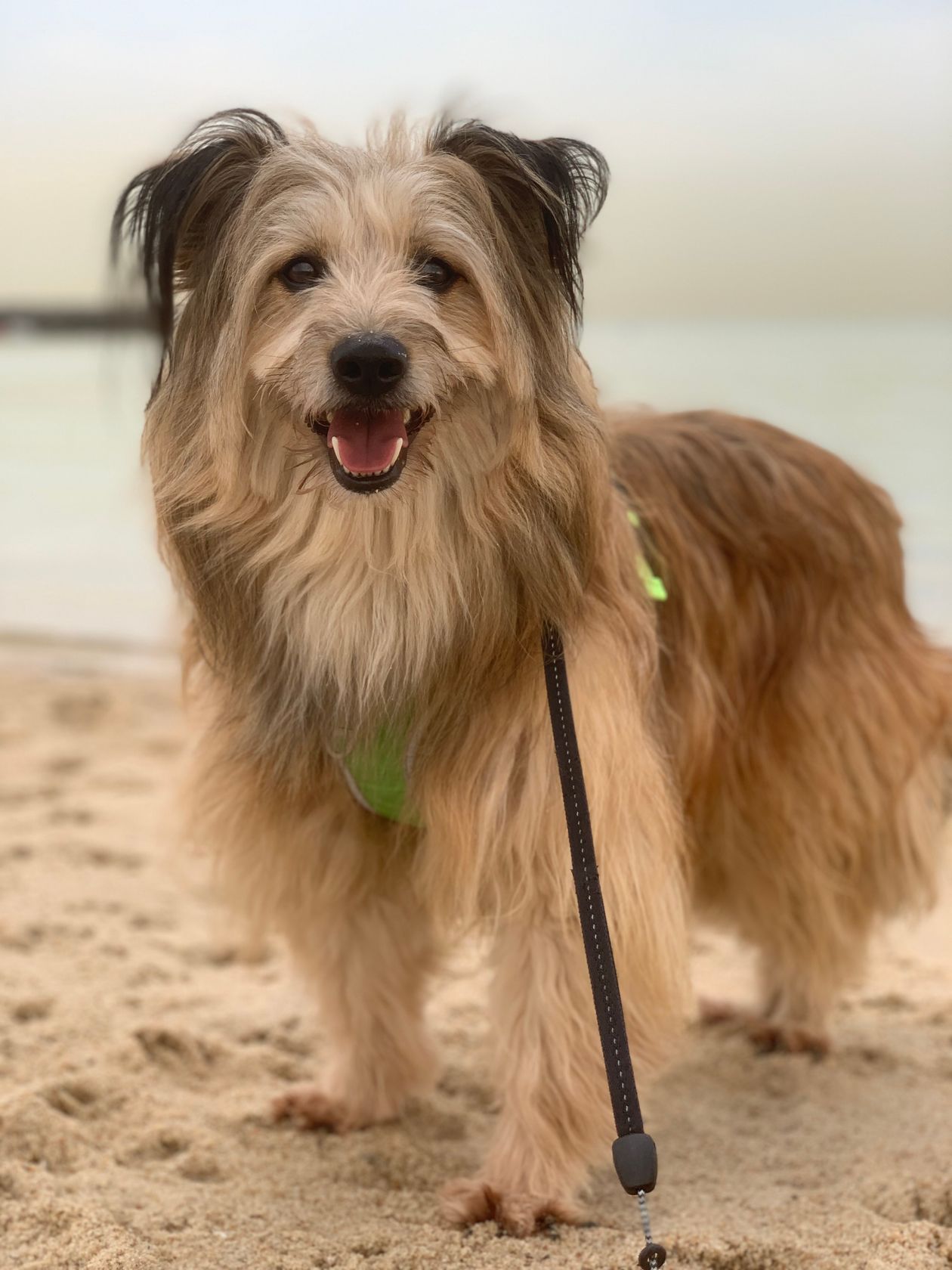 Dog-Friendly Beaches on Long Island: Rules by Season