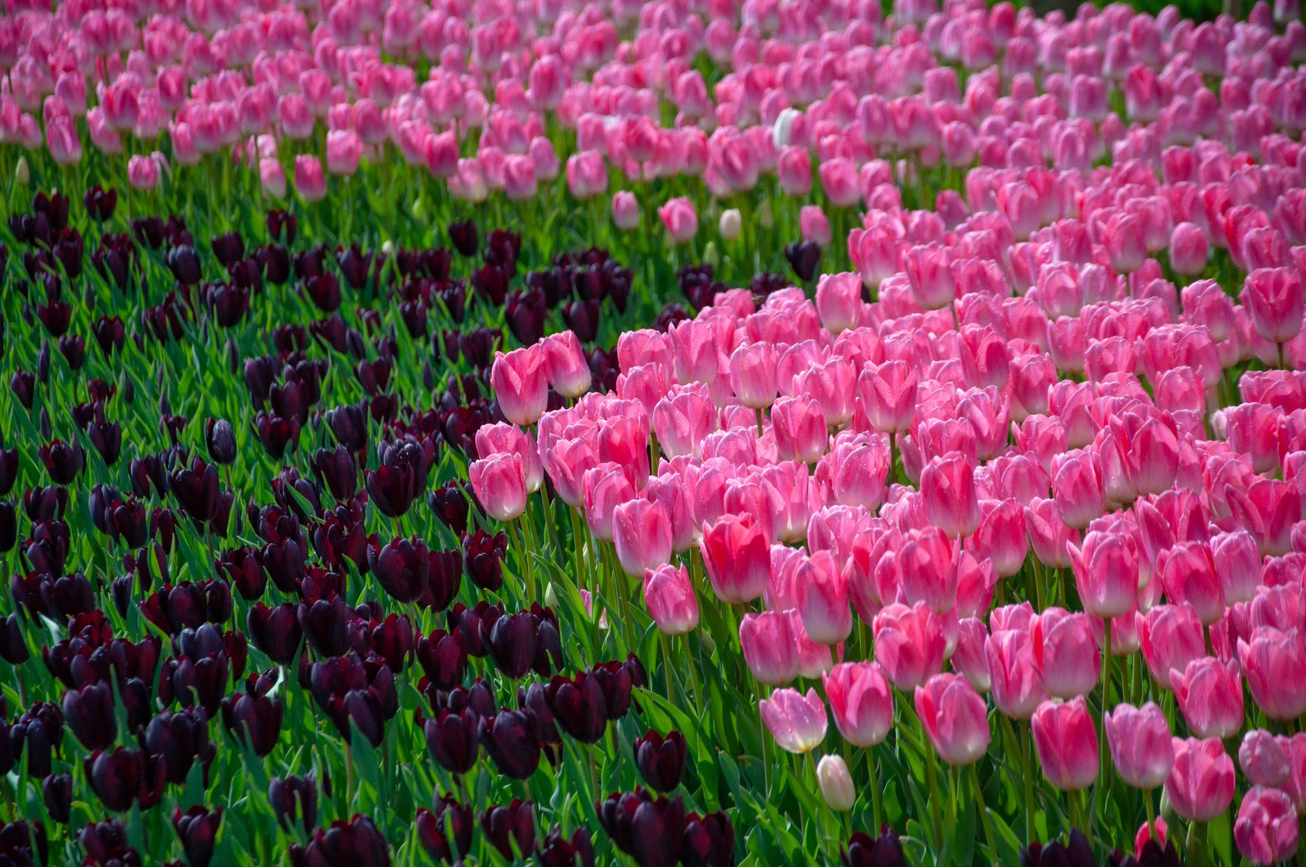 Vibrant tulip fields in Istanbul showcasing pink and dark purple hues.
