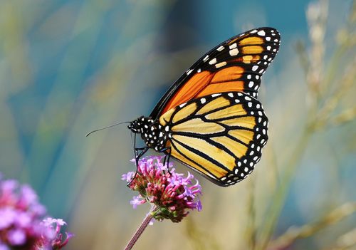 Free Close-up of a colorful monarch butterfly resting on a vibrant pink flower outdoors. Stock Photo