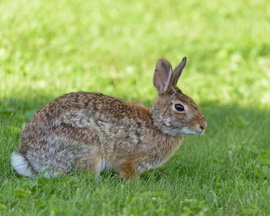 Wild Brown Rabbit in Lush Green Grass · Free Stock Photo