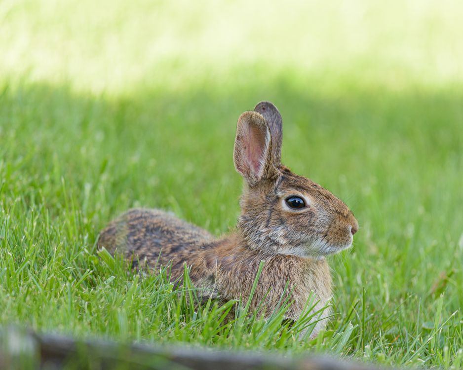 Wild Rabbit Summer Wild Rabbit Resting on Green Grass in Summer · Free Stock Photo
