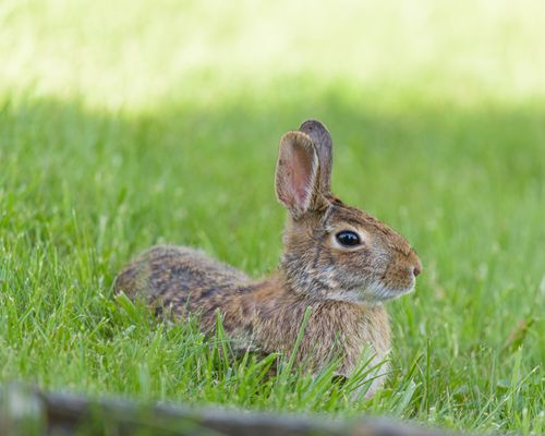 Free A wild rabbit lies comfortably on a lush green lawn during the summer season. Stock Photo
